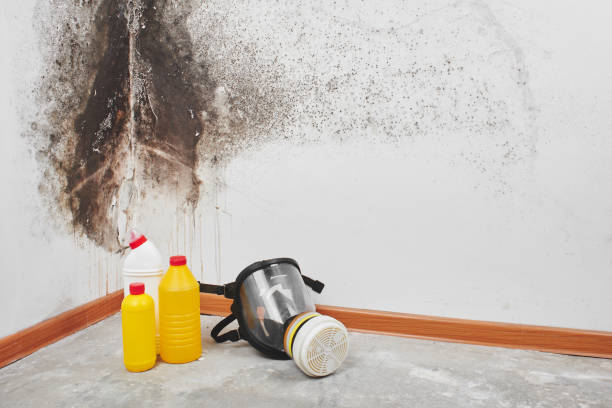 Mold Removal Process in Woodstock, AL