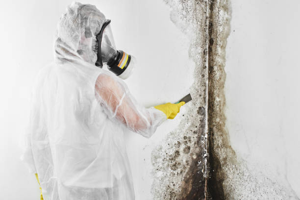 Best Mold Testing and Removal  in Woodstock, AL