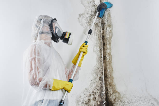 Best Local Mold Removal Service  in Woodstock, AL
