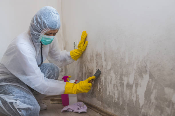 Certified Mold Removal in Woodstock, AL