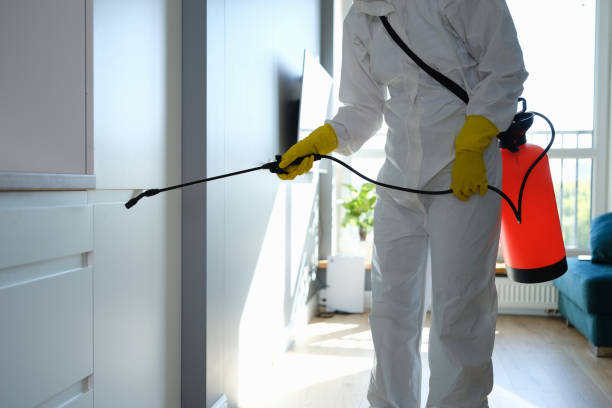 Best Mold Remediation  in Woodstock, AL