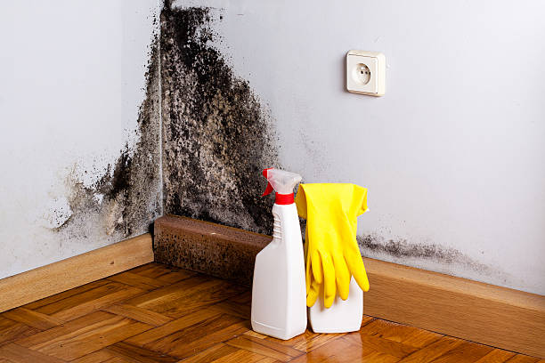 Best Mold Removal Process  in Woodstock, AL